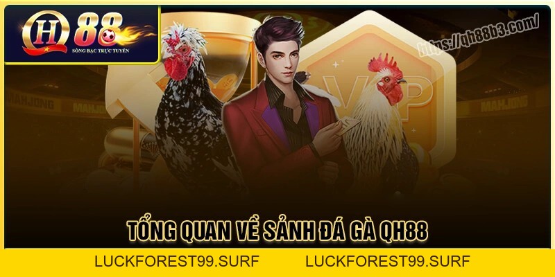 Đá gà QH88 - Sân chơi đá gà trực tuyến uy tín an toàn - LUCKFOREST99.SURF